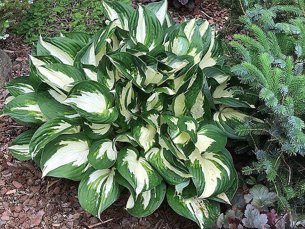 HOSTA~FIRE & ICE~PERENNIAL SHADE PLANT LAVENDER HUMMINGBIRD LILY VARIEGATED LEAF