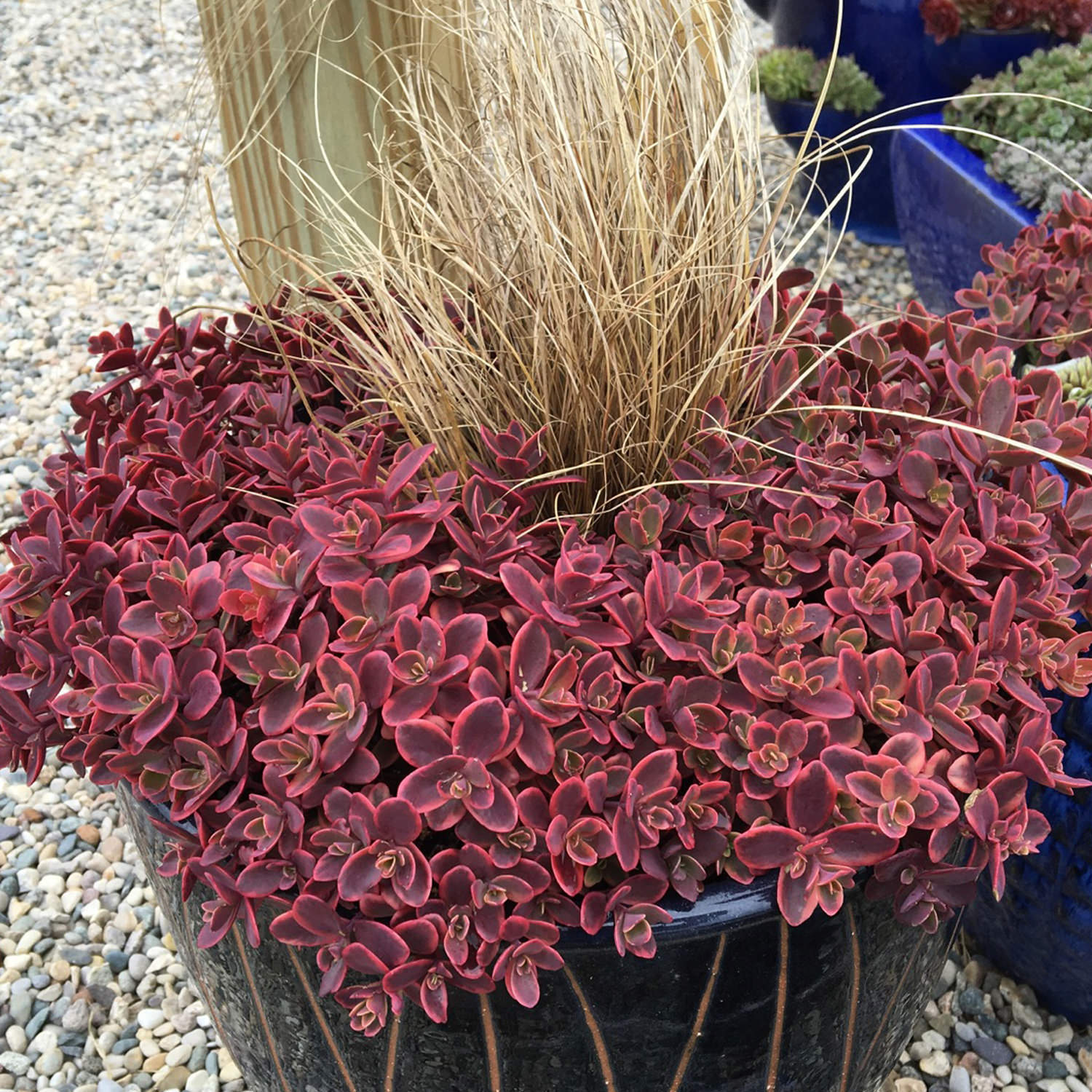 SEDUM SUNSPARKLER 'WILDFIRE' LIVE STONECROP PLANT SUCCULENT GARDEN SUMMER BLOOMS