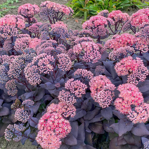SEDUM~MOJAVE JEWELS SAPPHIRE~PLANT HARDY PERENNIAL SUCCULENT GARDEN BLOOM SUMMER