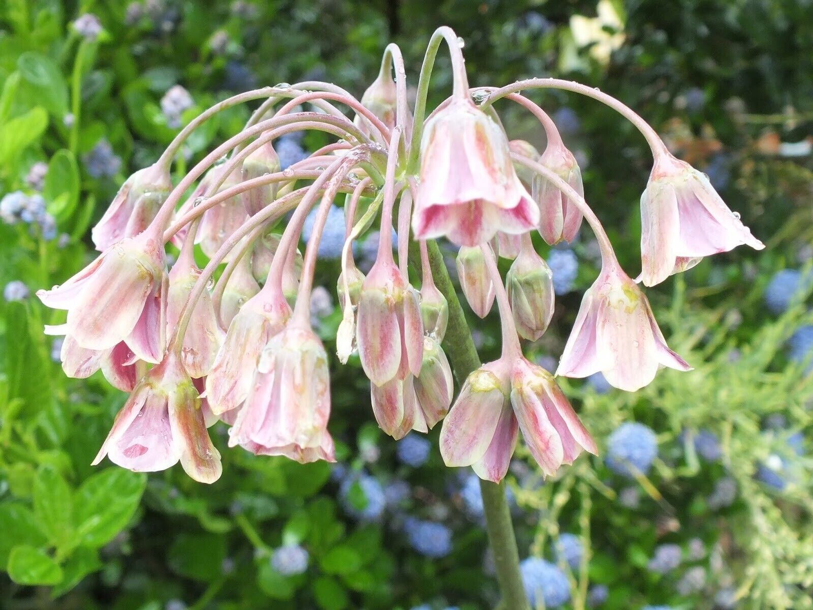 HONEYBELL ALLIUM HARDY PERENNIAL FLOWER BULBS ORNAMENTAL ONIONS HUMMINGBIRD BLMS