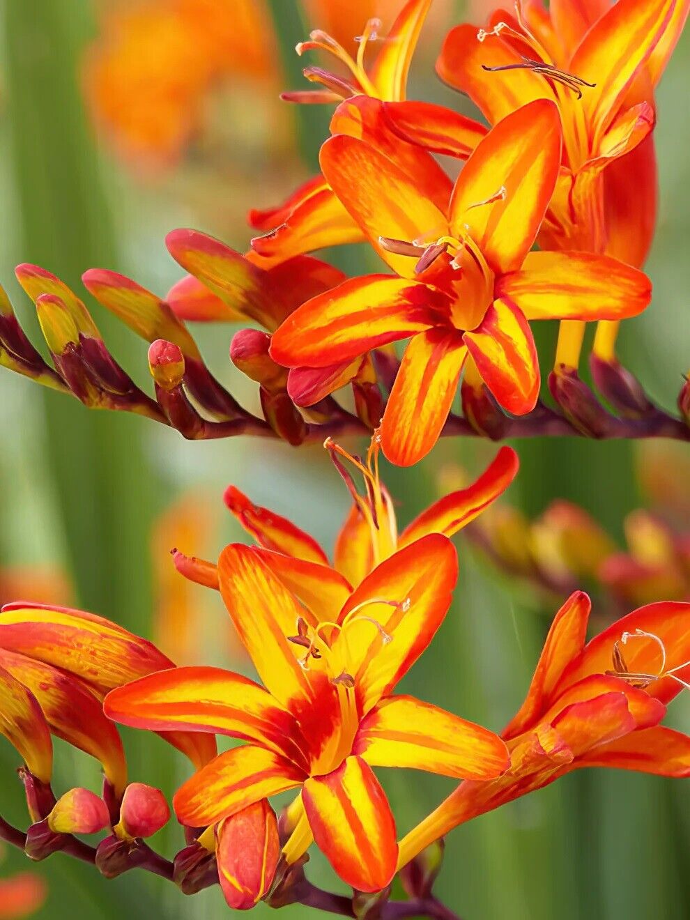 PICK YOUR DRAGON FLOWER - Choose From (7) Different Types of Crocosmia Bulbs!!!