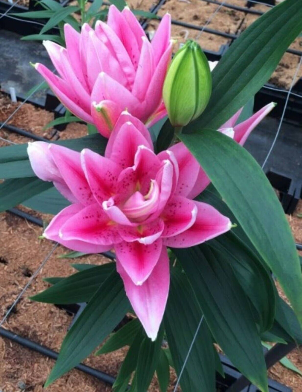 VIOLA ROSE LILY FLOWER BULBS HARDY 2 FEET TALL FRAGRANT BLOOMS DOUBLE ORIENTAL