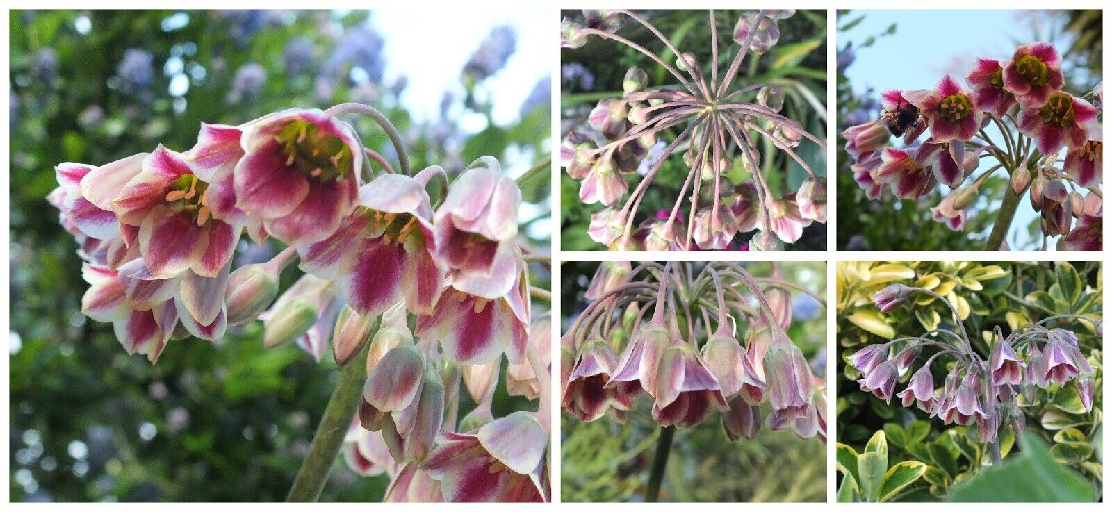 HONEYBELL ALLIUM HARDY PERENNIAL FLOWER BULBS ORNAMENTAL ONIONS HUMMINGBIRD BLMS