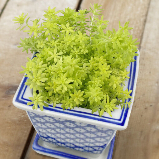 SEDUM SUNSPARKLER~ANGELINA'S TEACUP~STONECROP PLANT SUCCULENT MAT GROUND COVER!!