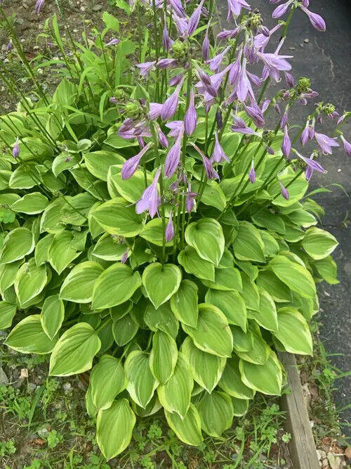 HOSTA~GOLDEN TIARA~PERENNIAL SHADE PLANT FAIRY GARDEN FLOWER HUMMINGBIRD LILY!!!