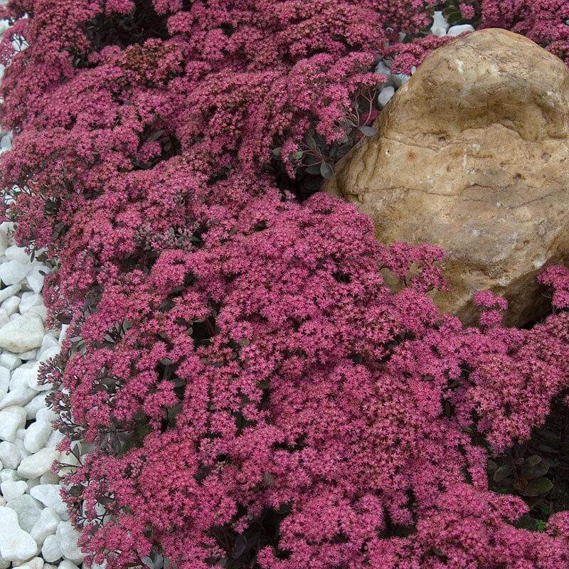 SEDUM SUNSPARKLER 'DAZZLEBERRY' STONECROP PLANT SUCCULENT GARDEN SUMMER BLOOMS!!