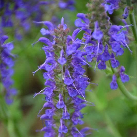 SALVIA SALLYROSA~APRIL NIGHT~DWARF SAGE AROMATIC HARDY PERENNIAL HUMMINGBIRDS!!!