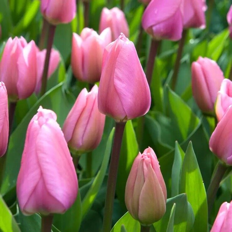 TULIP~BIG LOVE~FLOWER BULBS~GIANT DARWIN HYBRID~STUNNING DUSKY PINK SPRING BLOOM