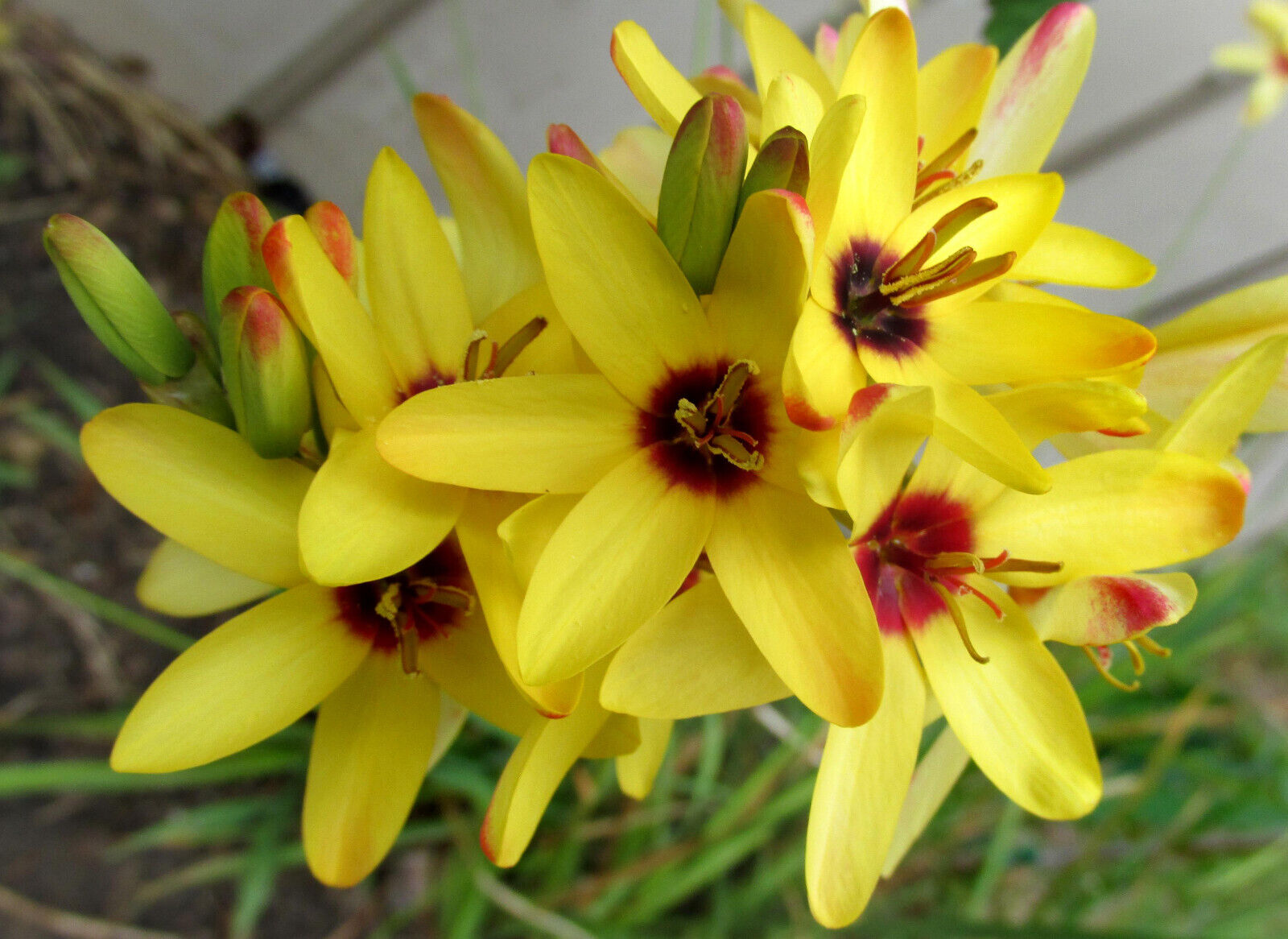IXIA AFRICAN CORN LILY~MAGIC WAND MIX~FLOWER BULBS~SIMPLE TO GROW~SUN/PART SHADE