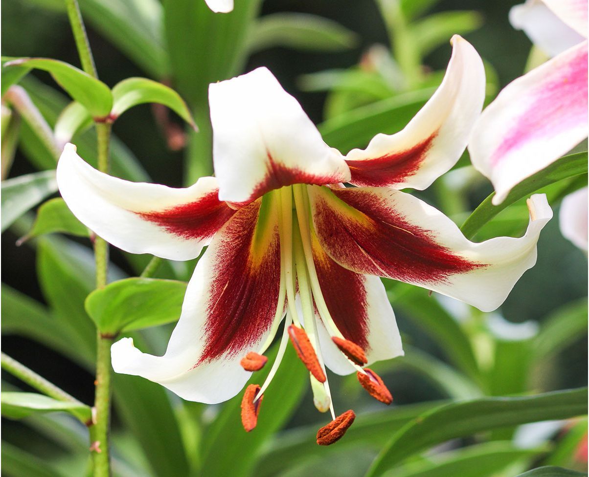 BEVERLY DREAMS TREE LILY FLOWER BULBS HARDY 4-8 FT. TALL GIANT FRAGRANT BLOOMS!!