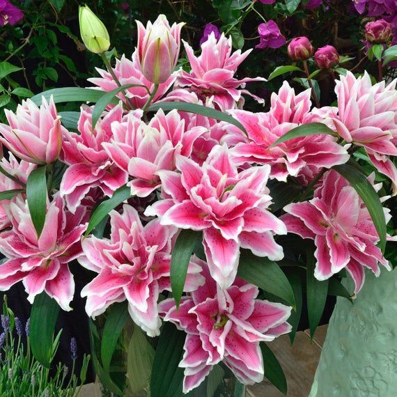 SAMANTHA ROSE LILY FLOWER BULBS HARDY 2 FT. TALL FRAGRANT BLOOMS DOUBLE ORIENTAL