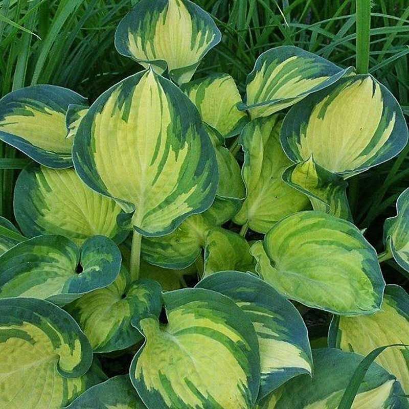 HOSTA~BEACH BOY~PERENNIAL SHADE PLANT TWO-TONE FOLIAGE LAVENDER HUMMINGBIRD LILY