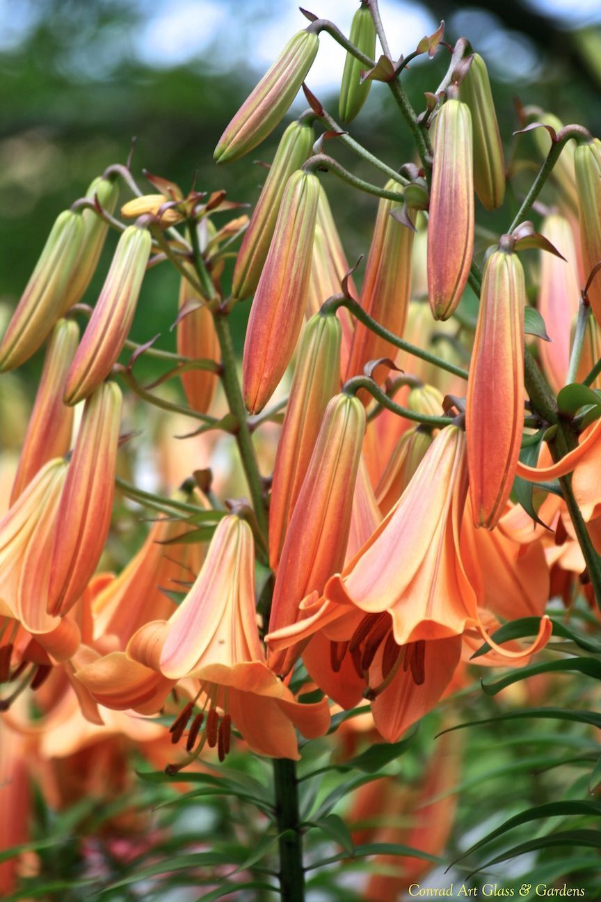 AFRICAN QUEEN TRUMPET LILY FLOWER BULBS HARDY 4-6 FT. TALL GIANT FRAGRANT BLOOMS