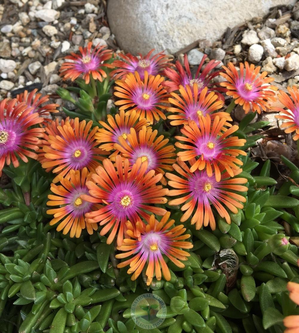 DELOSPERMA~FIRE SPINNER~ICE PLANT HARDY SUCCULENT MAT GROUND COVER PERENNIAL!!!