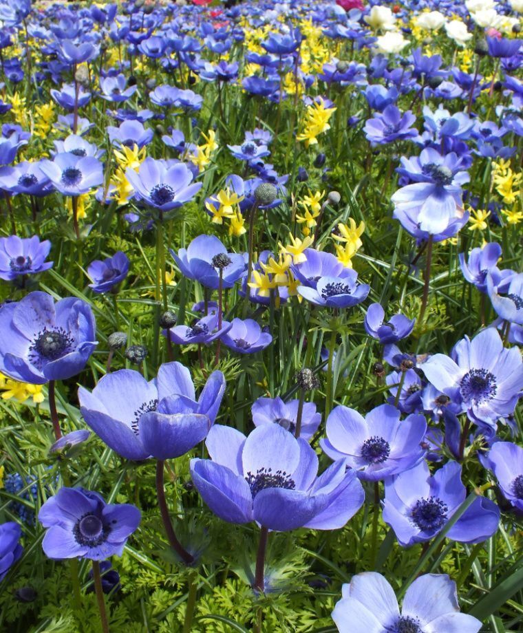 BLUE POPPY ANEMONE FLOWER BULBS EASY TO GROW PERENNIAL PLANTS SPRING BLOOMS!