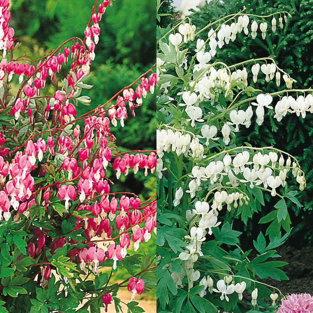 DICENTRA ~BLEEDING HEART~ PERENNIAL SHADE PLANTS ~PINK & WHITE~ PICK YOUR COLOR!