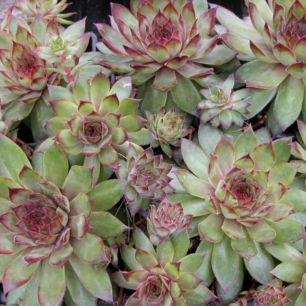 SEMPERVIVUM~BRONCO~HENS AND CHICKS HARDY PERENNIAL SUCCULENT ROCK GARDEN PLANTS!