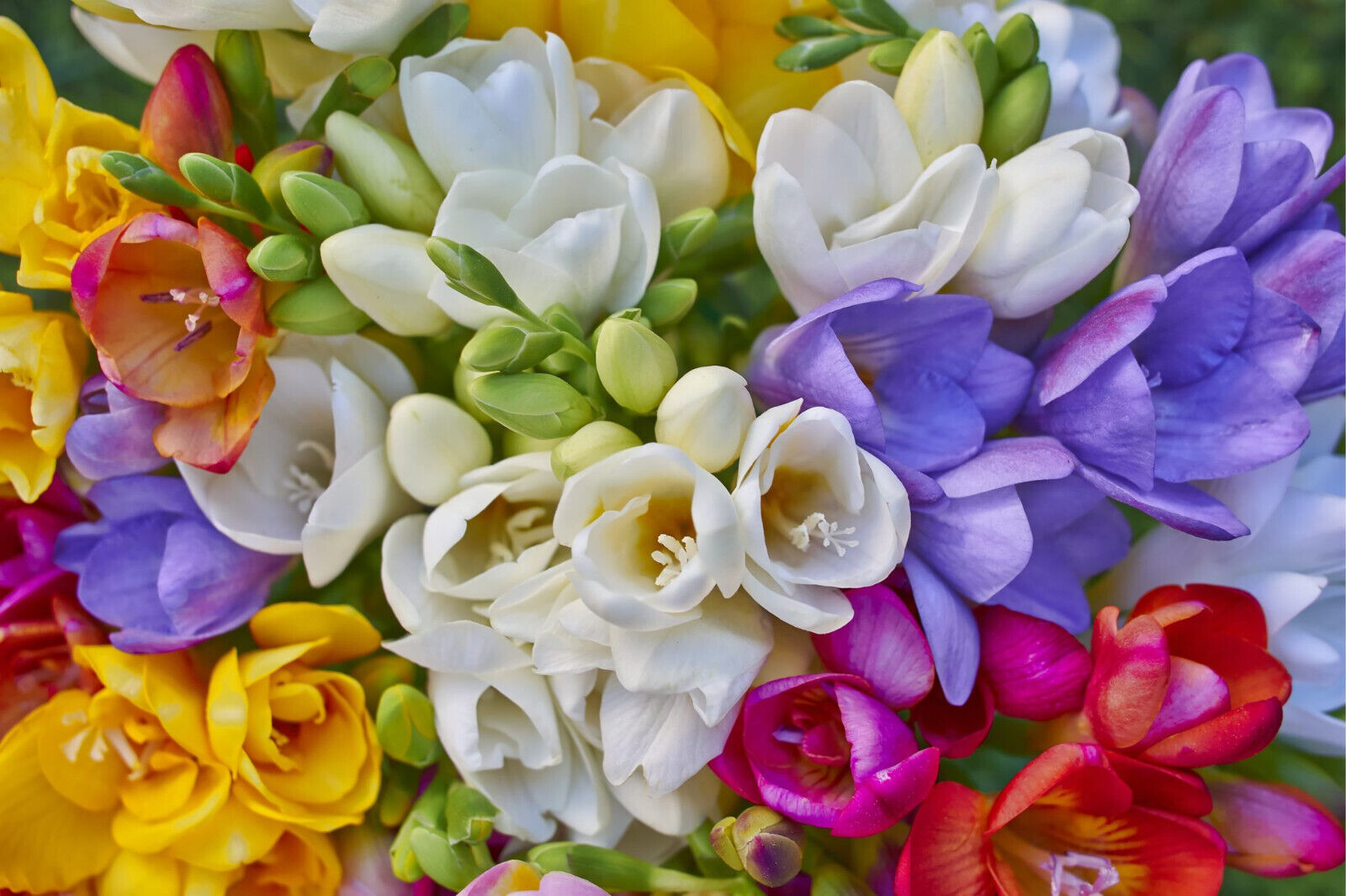 FREESIA~DOUBLE MIXTURE~FLOWER BULBS~DELIGHTFUL FRAGRANCE