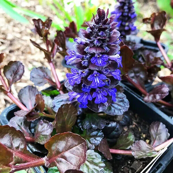 AJUGA~BLACK SCALLOP~LIVE PLANT~ATTRACTIVE GROUND COVER~BLUE FLOWERS LATE-SPRING!
