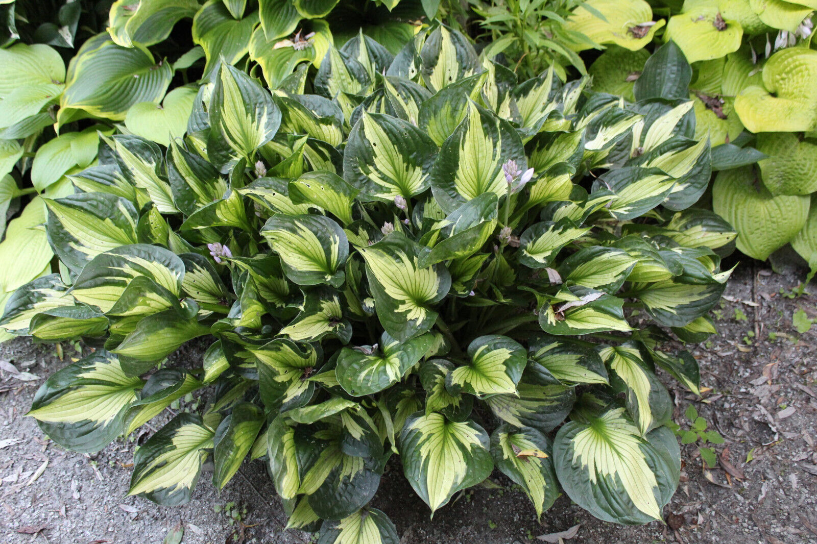 HOSTA~WHIRLWIND~PERENNIAL SHADE PLANT LAVENDER HUMMINGBIRD LILY VARIEGATED LEAF!