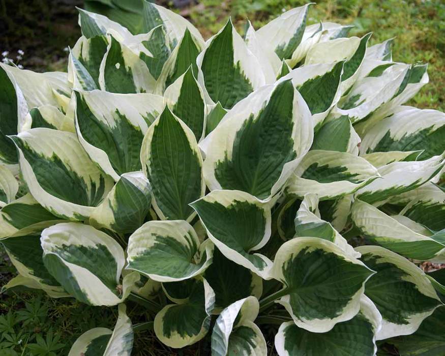HOSTA 'MINUTEMAN' HARDY PERENNIAL SHADE PLANT - THE BEST GREEN & WHITE FOLIAGE!!