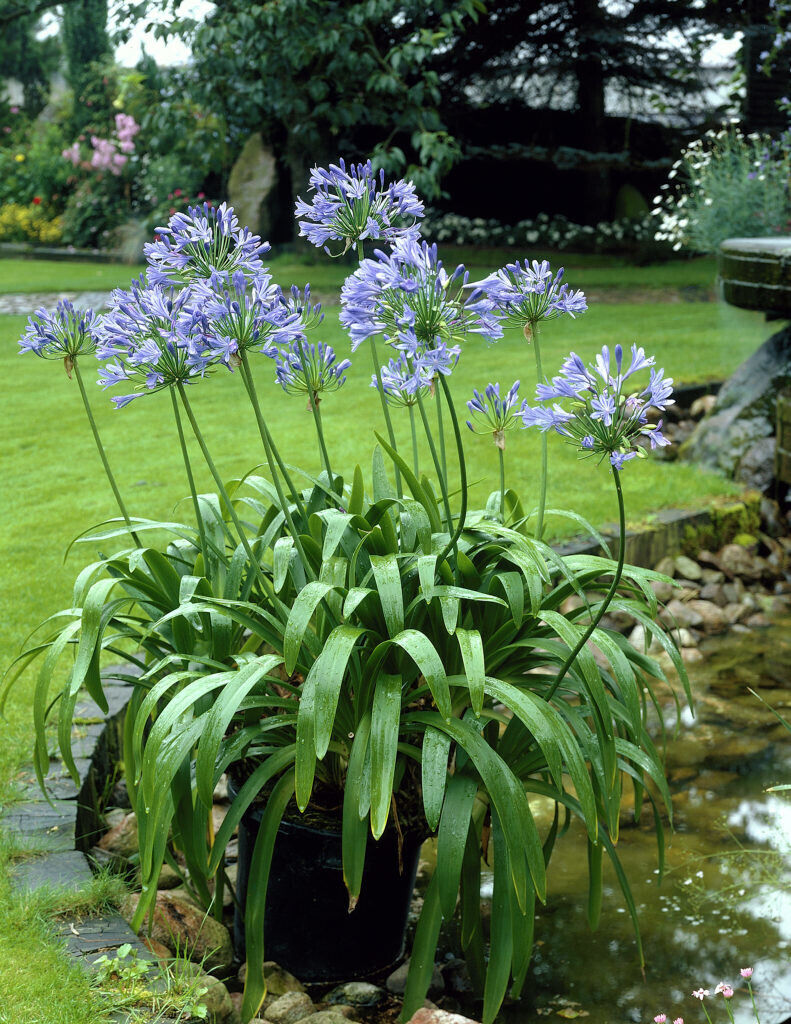 AGAPANTHUS~AFRICANUS~HARDY PERENNIAL PLANT~100'S OF BLUE FLOWERS~SUMMER