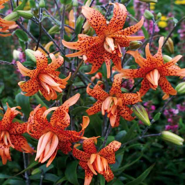 TIGER LILY ~FLORE PLENO~ FLOWER BULBS HARDY 3-5 FT. TALL PERENNIAL PLANTS UNIQUE