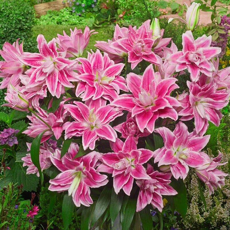 ISABELLA ROSE LILY FLOWER BULBS HARDY 2 FT. TALL FRAGRANT BLOOMS DOUBLE ORIENTAL