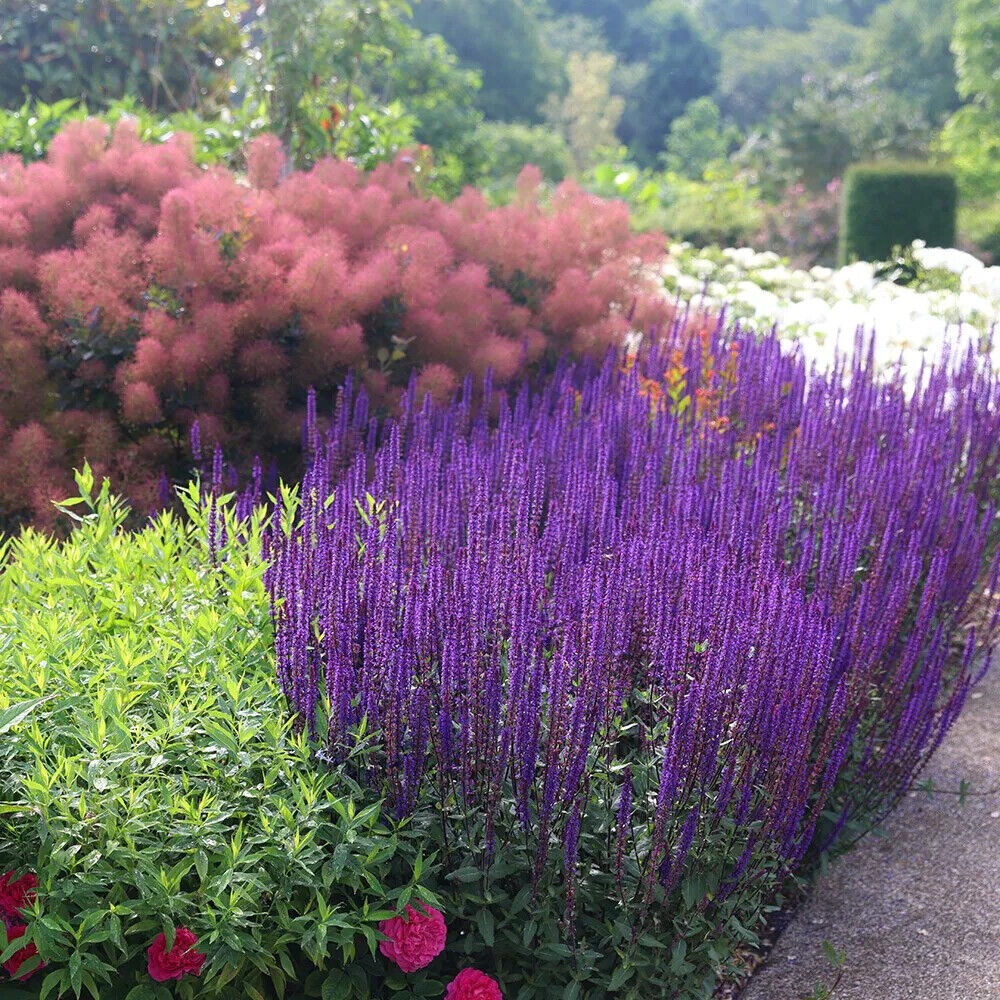 SALVIA NEMOROSA~CARADONNA~DARK PURPLE SAGE PLANTS AROMATIC HARDY PERENNIAL FUN!!
