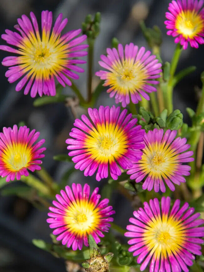 DELOSPERMA~HOT PINK WONDER~ICE PLANT HARDY SUCCULENT MAT GROUND COVER PERENNIAL!