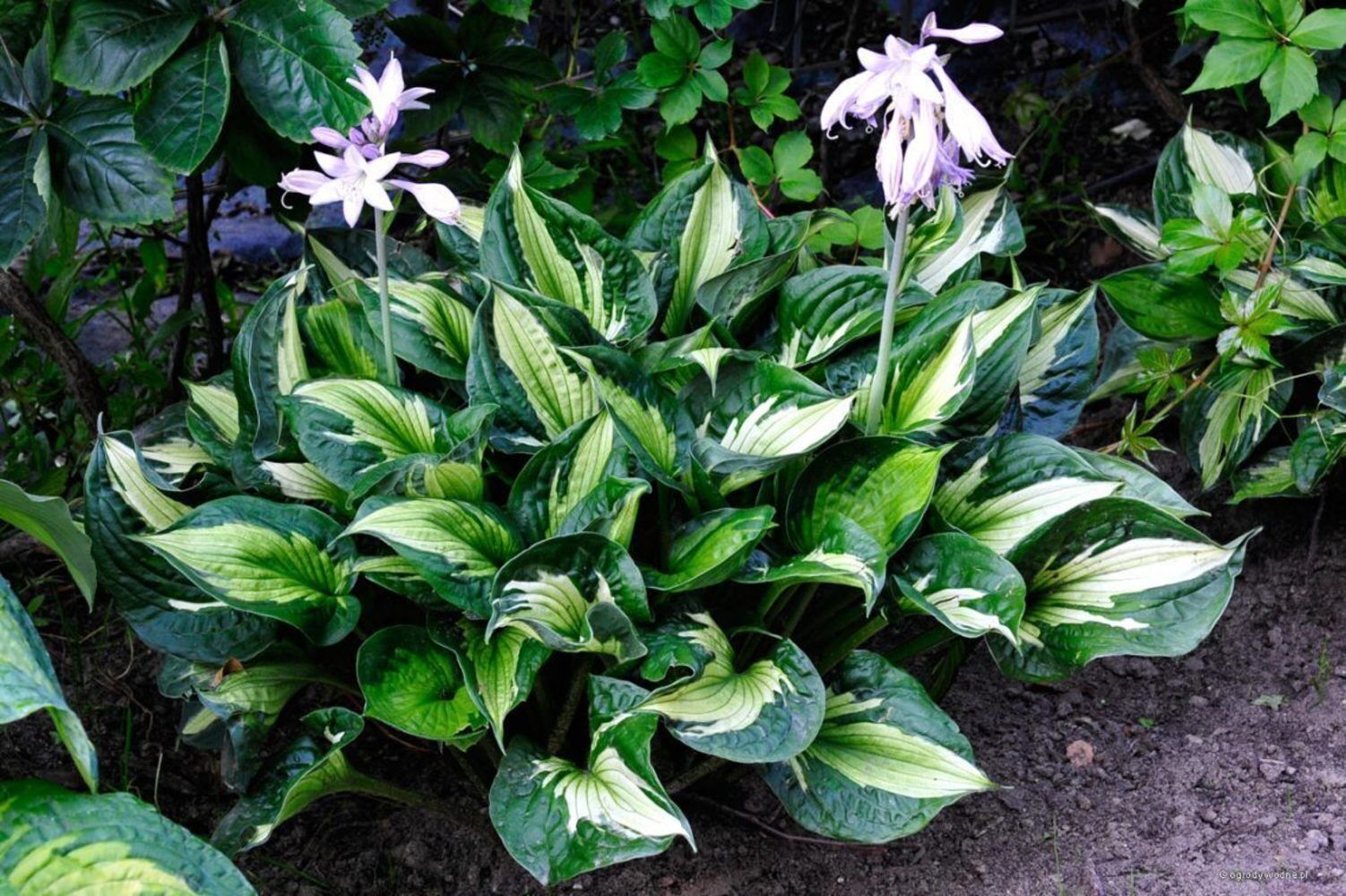 HOSTA~WHIRLWIND~PERENNIAL SHADE PLANT LAVENDER HUMMINGBIRD LILY VARIEGATED LEAF!