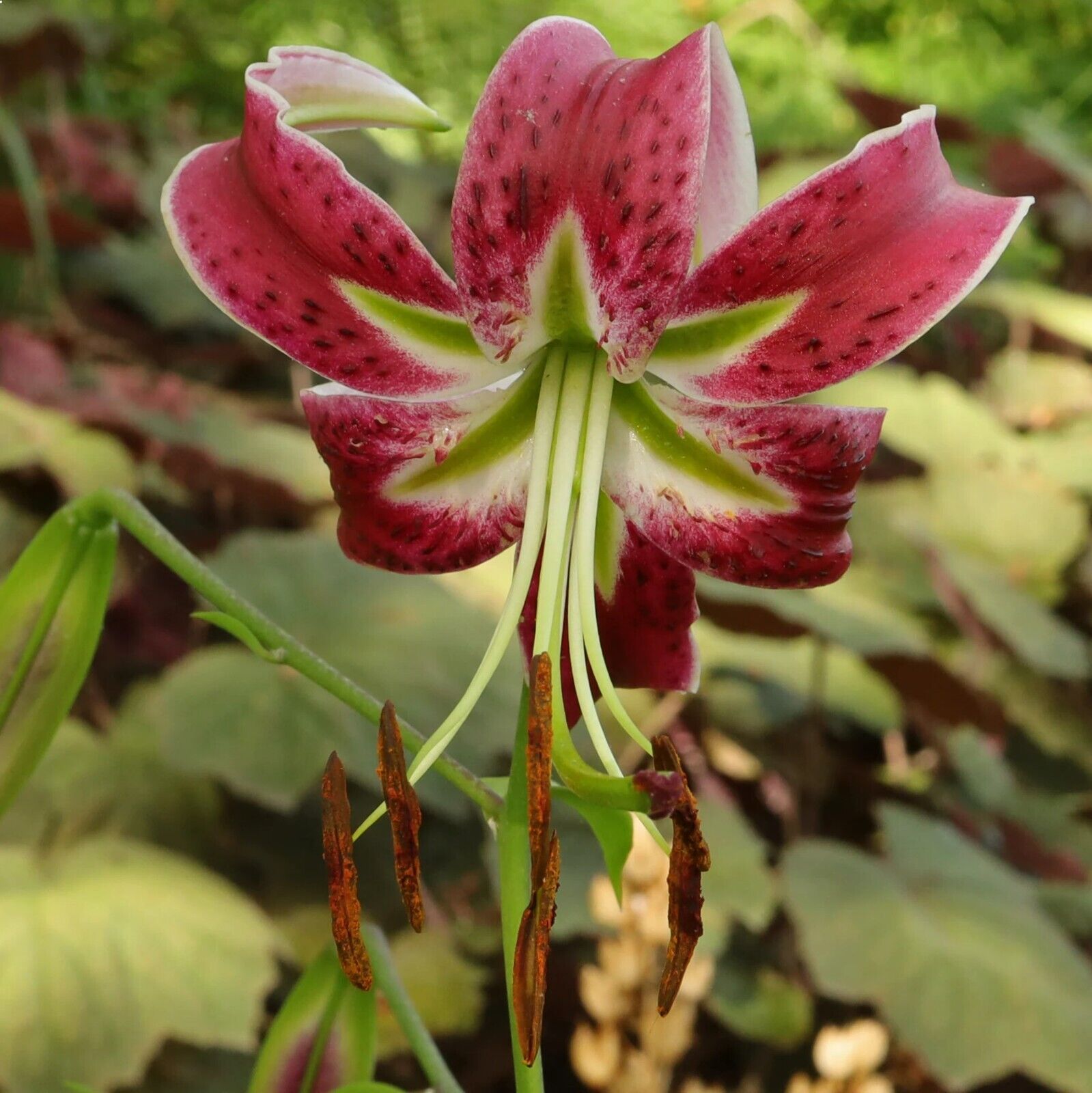 BLACK BEAUTY LILY FLOWER BULBS HARDY 4-7 FT. TALL GIANT LATE SUMMER-FALL BLOOMS!
