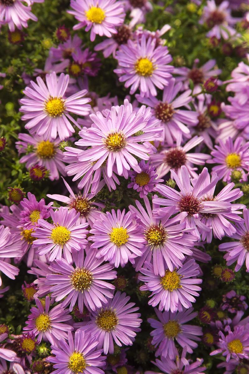 ASTER~WOODS PINK~LIVE PLANT~HARDY PERENNIAL FLOWERS~LATE-SUMMER THRU FALL BLOOM!