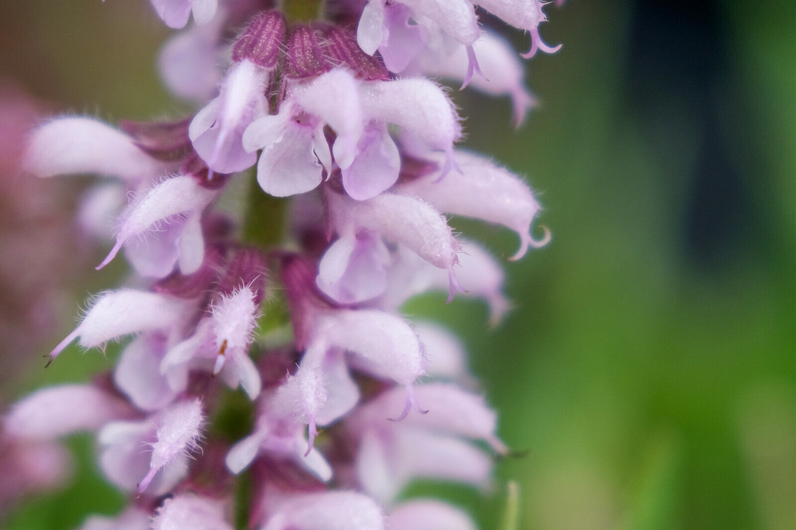 SALVIA NEMOROSA~FEATHERS FLAMINGO~PINK SAGE PLANTS AROMATIC HARDY PERENNIAL WOW!