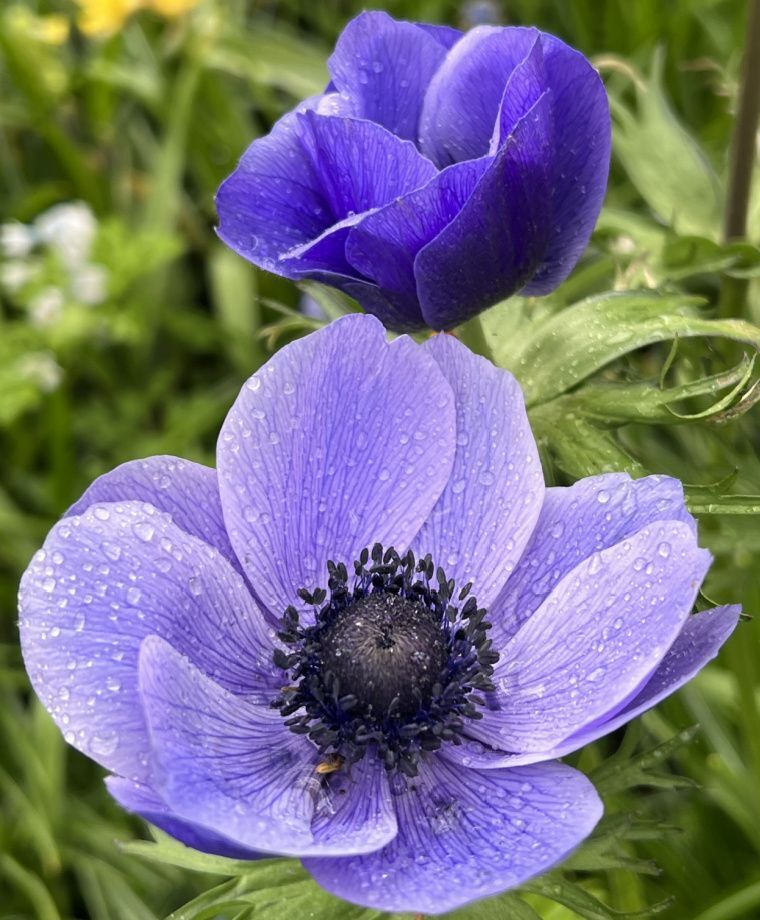 BLUE POPPY ANEMONE FLOWER BULBS EASY TO GROW PERENNIAL PLANTS SPRING BLOOMS!