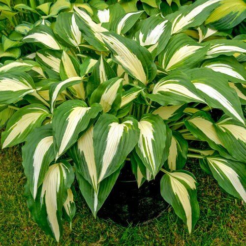 HOSTA 'NIGHT BEFORE CHRISTMAS' HARDY PERENNIAL SHADE PLANT GREEN & WHITE FOLIAGE