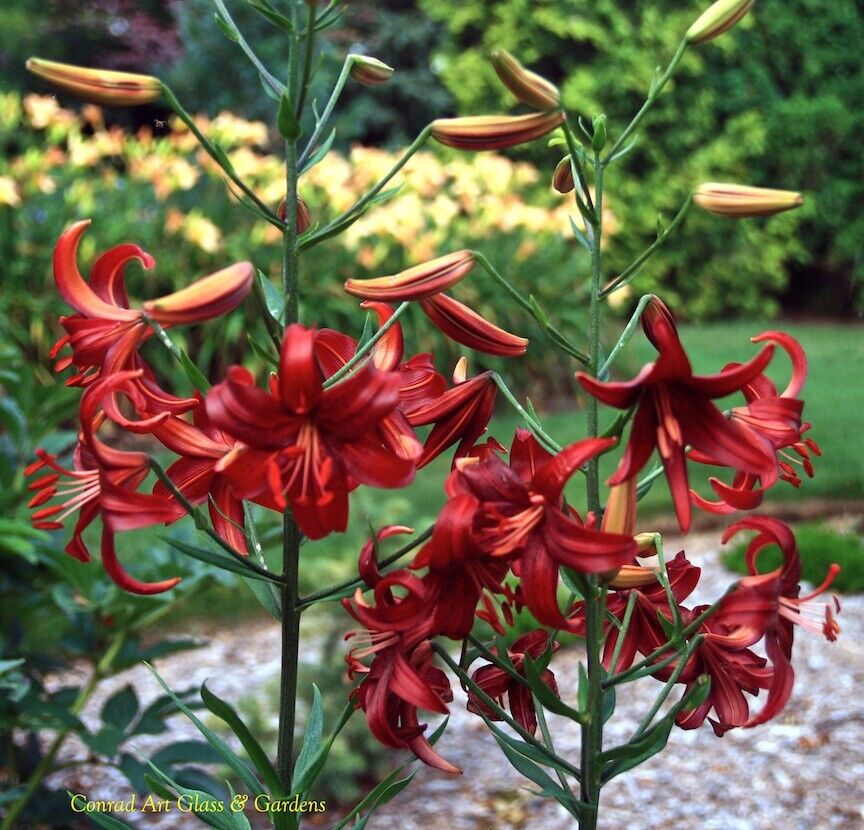 RED VELVET HUMMINGBIRD LILY FLOWER BULBS 4-5 FT TALL PERENNIAL LIVE PLANT FEEDER