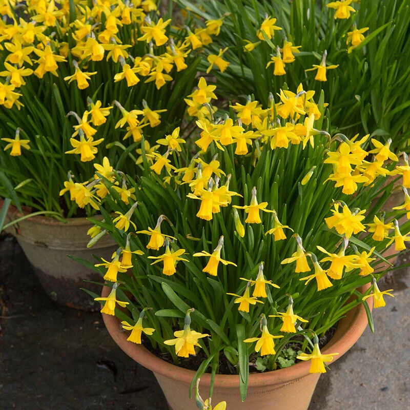NARCISSUS~'TETE-A-TETE'~MINIATURE DAFFODILS~FLOWER BULBS~FRAGRANT SPRING BLOOMS