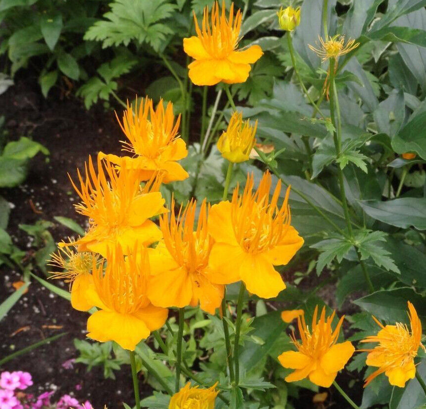 TROLLIUS CHINENSIS~GOLDEN QUEEN~GLOBEFLOWER PLANT HARDY PERENNIAL SHOWY FLOWERS!