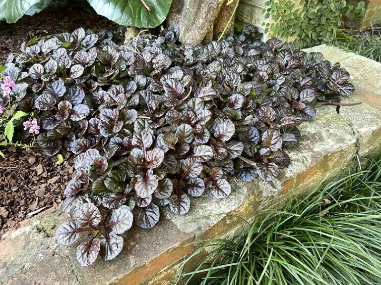 AJUGA~BLACK SCALLOP~LIVE PLANT~ATTRACTIVE GROUND COVER~BLUE FLOWERS LATE-SPRING!