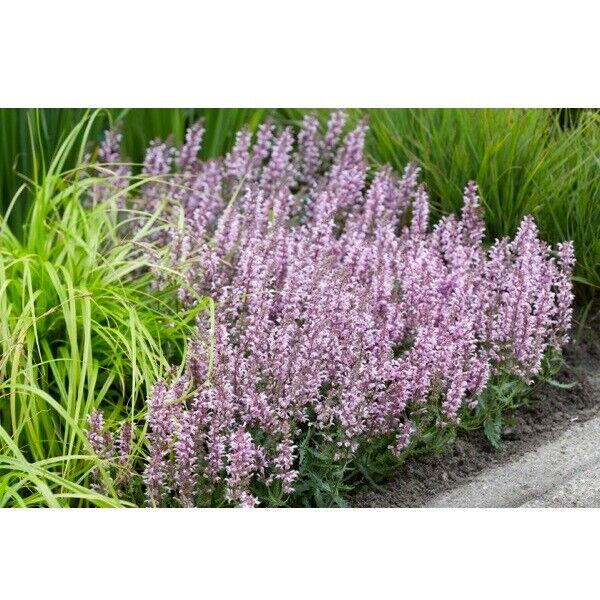 SALVIA NEMOROSA~FEATHERS FLAMINGO~PINK SAGE PLANTS AROMATIC HARDY PERENNIAL WOW!
