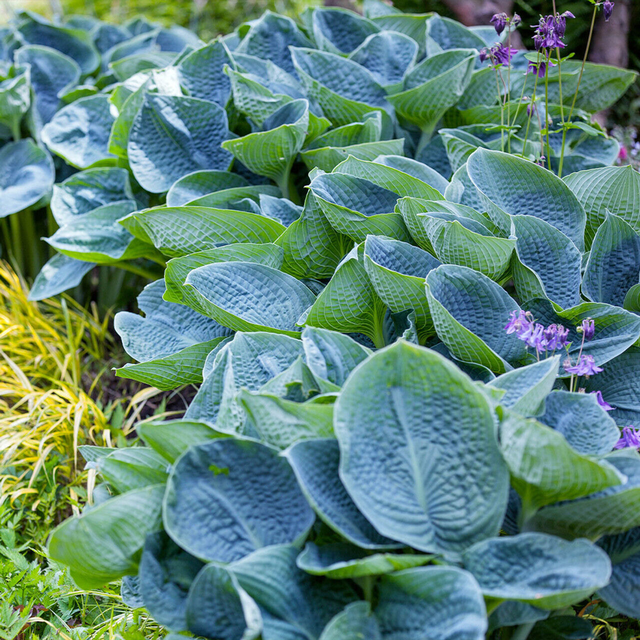 HOSTA 'BIG DADDY' HARDY PERENNIAL SHADE PLANT BEST BIG BLUE LEAF PLANTAIN LILY