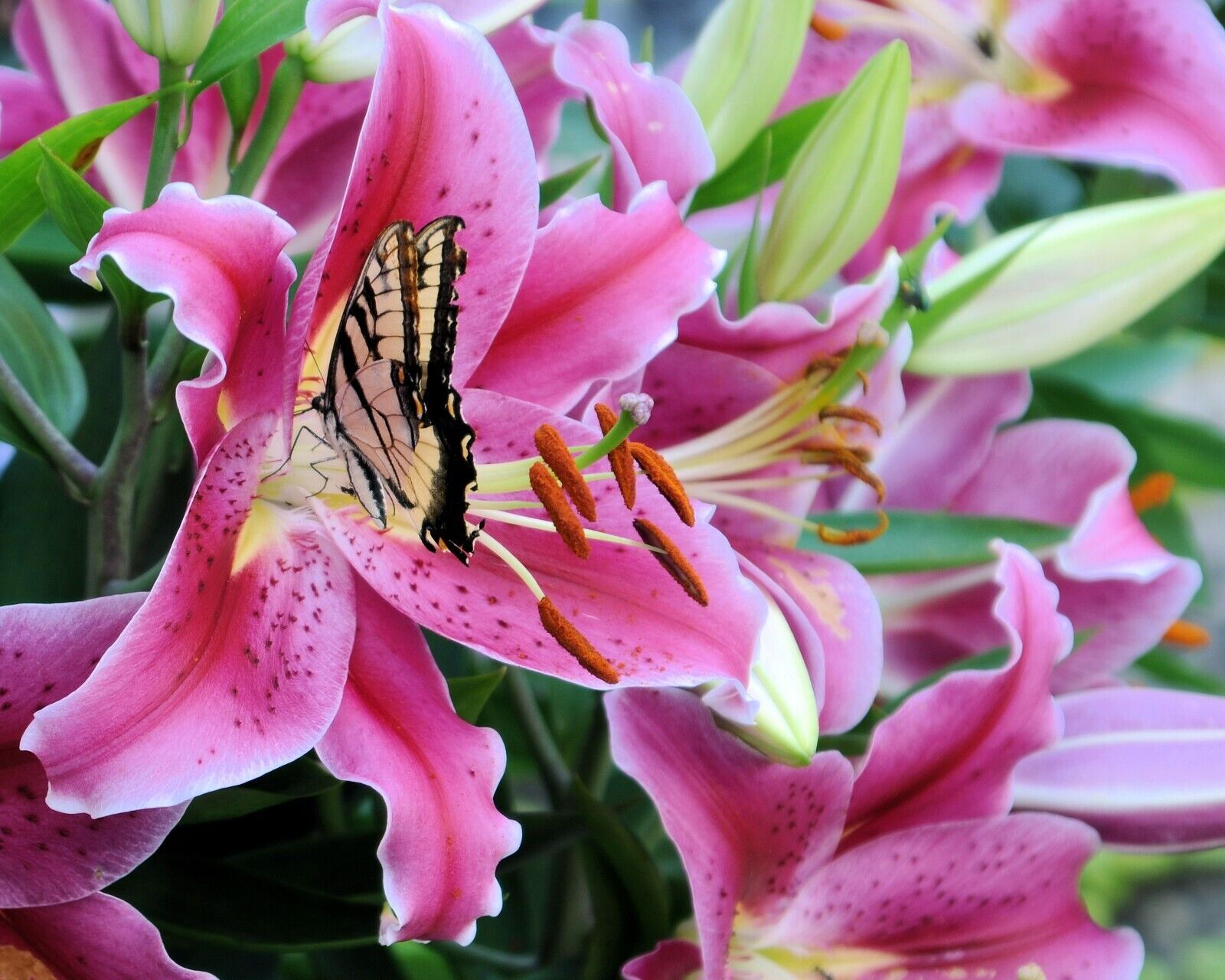 ORIENTAL STARGAZER LILY FLOWER BULBS HARDY 3-4 FT TALL PERENNIAL PLANT FRAGRANT!