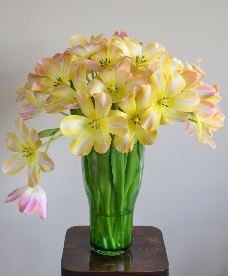PINK JAPANESE TULIP~KUNYUN~FLOWER BULBS~GIANT DARWIN HYBRID~MID-APRIL/MAY BLOOM