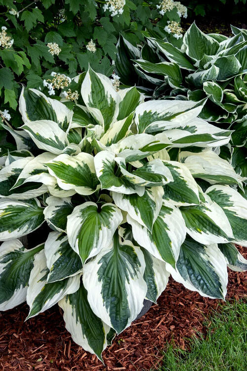 HOSTA 'MINUTEMAN' HARDY PERENNIAL SHADE PLANT - THE BEST GREEN & WHITE FOLIAGE!!