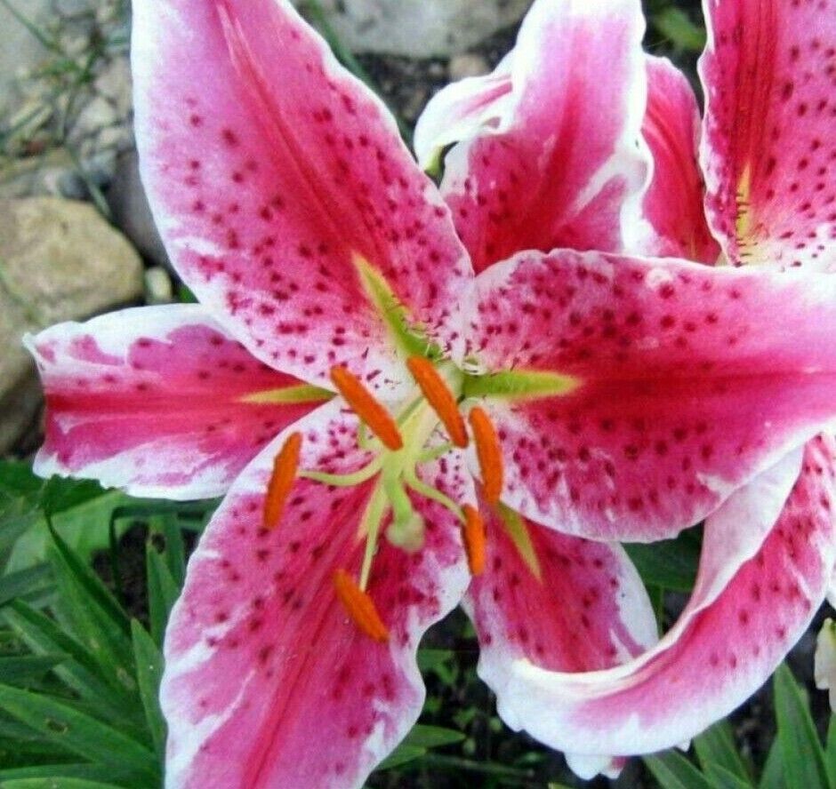 ORIENTAL STARGAZER LILY FLOWER BULBS HARDY 3-4 FT TALL PERENNIAL PLANT FRAGRANT!