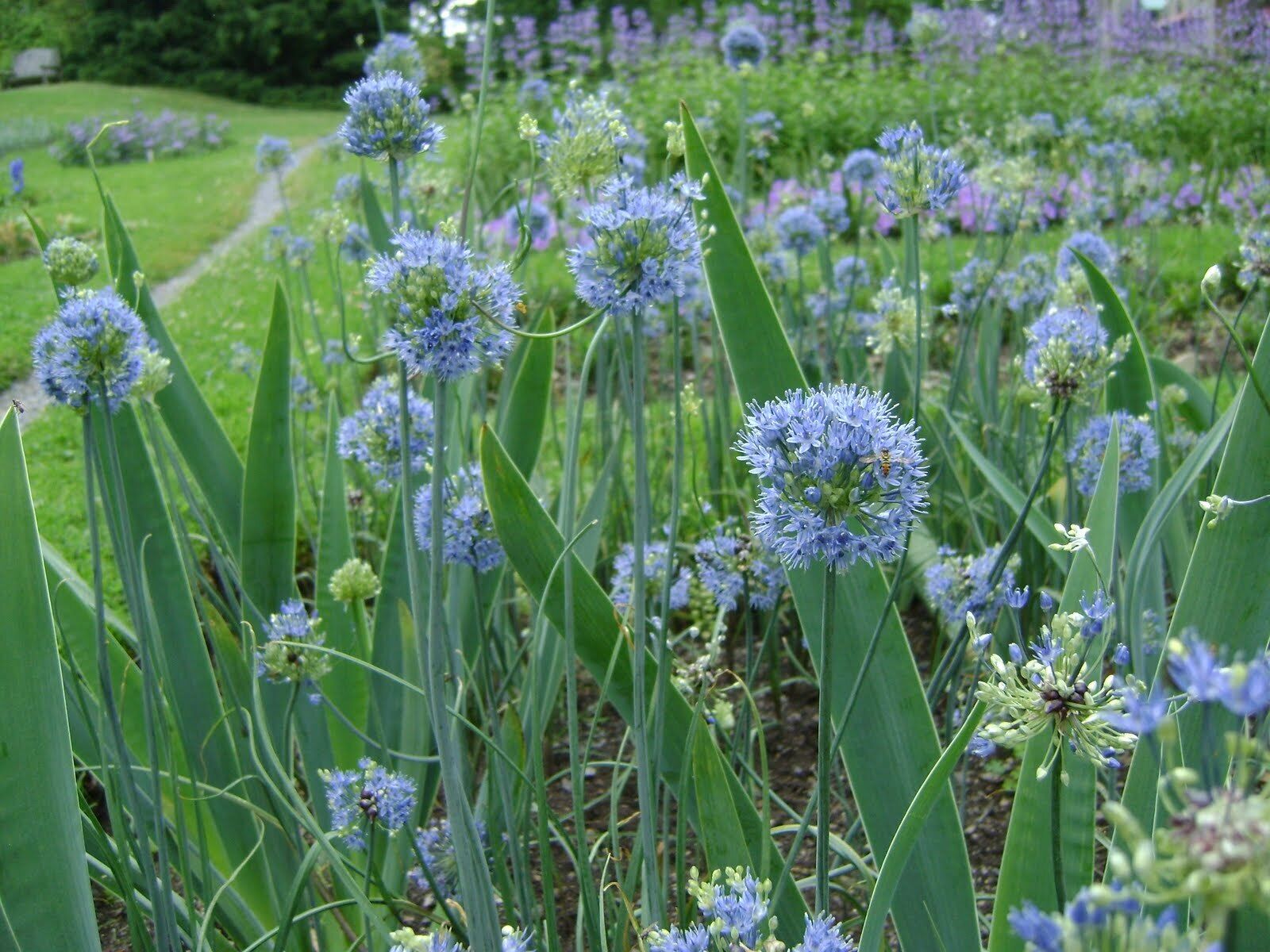 Wild Blue Alliums Flower Bulbs, Plant Now for Spring Blooms Attract Butterflies!