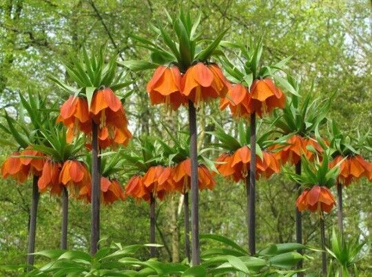 FRITILLARIA 'RUBRA'~CROWN IMPERIAL LILY~24/+CM BULBS~UNIQUE TALL AROMATIC PLANTS