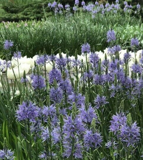 CAMASSIA LEICHTLINII 'CAERULEA' UNIQUE FLOWER BULBS PLANT NOW FOR SPRING FLOWERS
