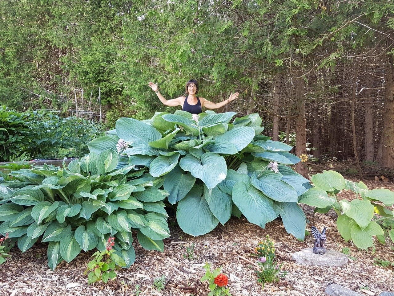 HOSTA 'JURASSIC PARK' HARDY PERENNIAL SHADE PLANT GIANT W/ 18 X 14" LEAVES